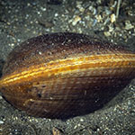 Mya arenaria